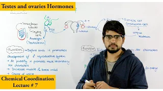 Gonads and their Hormones