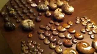 Ammonite Fossil Collection