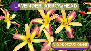 GORGEOUS GIANT BLOOM | Lavender Arrowhead Daylily