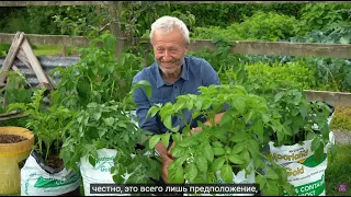 ДАУДИНГ О КАРТОФЕЛЕ и компосте.