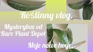 Nowe Hoye. Mysterybox Rare Plant Depot.