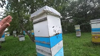 Улей медовик и мирное объединение пчёл.  Пасека Лаврова