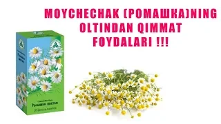 РОМАШКА (МОЙЧЕЧАКНИНГ) ОЛТИНДАН КИММАТ ФОЙДАЛАРИ !!!