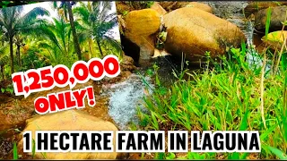 (PROPERTY# 34) PRODUCTIVE FARM -1 HECTARE FOR SALE IN LAGUNA  WITH SPRING !