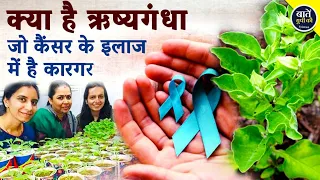 क्या है ऋष्यगंधा जो कैंसर के इलाज में है कारगर | Rosemary | Cancer Treatment | BHU | Baten Up Ki