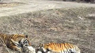 Harbin Tiger Killing sheep 2