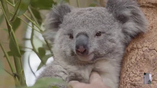 KOALA