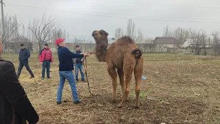 УЛАКТАН КАЛГАН СООРУНДАР ЭМНЕ БОЛДУ? КИМГЕ БЕРИЛДИ