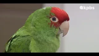 About San Diego: Ocean Beach's Colorful (And Loud) Parrots