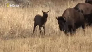 Bison kill an Elk to help a wolf to eat