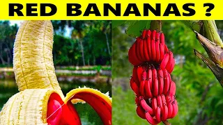 15 Most Unique Fruits You've Never Heard Of