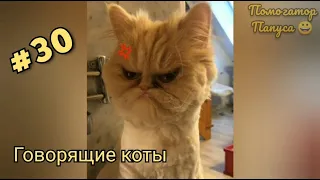 Говорящие коты! Лучшая подборка #30 😻😺😻