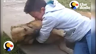 Boy Reunited with Lost Dog | The Dodo