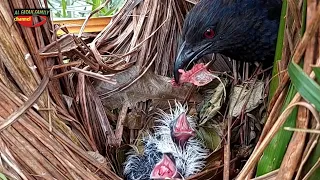 Anak burung bubut di sarang yang baru menetas lagi tiga anaknya