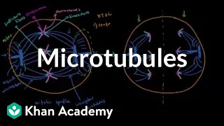 Microtubules | Cells | MCAT | Khan Academy