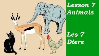 Learn Afrikaans for Beginners | Animals | Diere |  Lesson 7