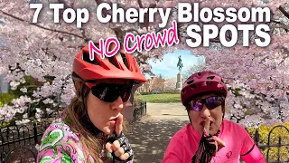 TOP 7 Hidden Washington DC Cherry Blossom Spots You Can't Miss!