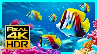 Stunning Aquarium Colors in 4K HDR 🐠 Relax & Meditation Music - REAL 4K HDR great for Oled Tv's