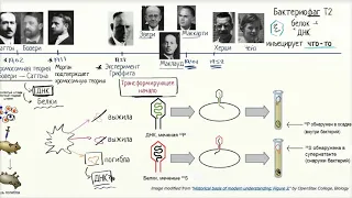 Херши и Чейз: генетический материал хранится в ДНК (видео 2) | ДНК. Молекулярная генетика | Биология