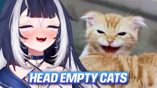 Shylily Reacts to Head Empty Cats