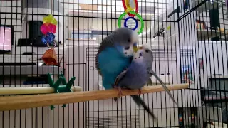 Parakeets mating, budgies mating