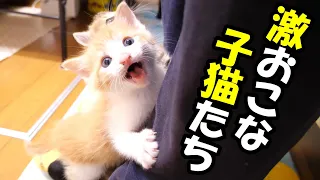 Two botch kittens get angry at their uncle's mistake