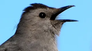 Catbird sounds: mimicking & singing song