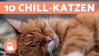 Top 10 RUHIGSTE KATZENRASSEN 🐱 Die Chilligsten Katzen