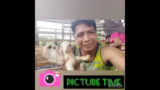 PAANO MAG PAANAK NG TUPA OR SHEEP??? SA ABC SITE