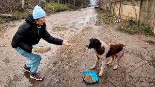 This Stray Dog Never Knew He Could be Loved by Human