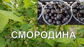 Ягода крупная и большой урожай. Подкормка весной Чёрной смородины. Простой Раствор творит чудеса.