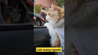 Liat orang antri #trending #cat #funnyvideos #cats #kucing #pet #animal #pets #viral #dog #trendy