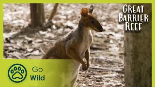 Coral Coast | Russell Crowe's The Great Barrier Reef: a Living Treasure 2/4 | Go Wild