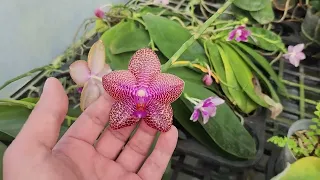 ВНИМАНИЕ ЭКСКЛЮЗИВ. ОРХОРАЙ В ГОСТЯХ У MITUO ORCHIDS.