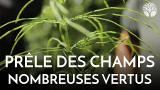 Les vertus de la prêle des champs