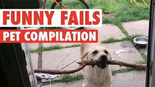 Try Not To Laugh Challenge - Funny Cat & Dog Vines Compilation 2017 😍😍😂 Must Watch