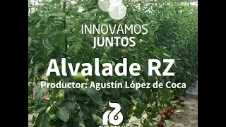 Tomate Alvalade RZ - Agustín López de Coca