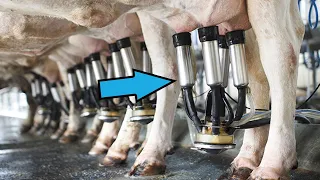 The Process of Milk Production: From Cow to Carton