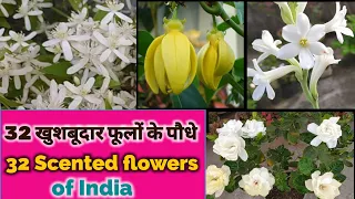 खुशबू से भरे 32 फूलों के पौधे, 32 Best fragrant flower plants in India