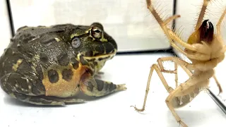 【African bullfrog】Pocohead & Camel spider.【WARNING LIVE FEEDING!!】