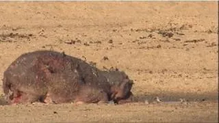 Poor Mama Hippo! | Nat Geo Wild