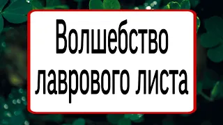 Волшебство Лаврового листа. | Тайна Жрицы Life |