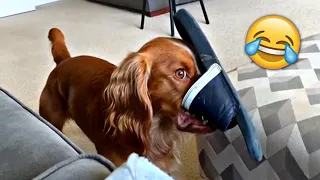 Funniest Animals 2023 🤣 - Funny Cats and Dogs 😹🐶  -Funny Animal Videos 😂#57