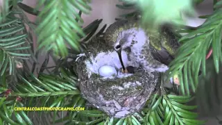 Hatching Hummingbird