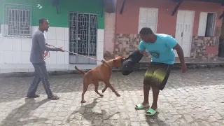 mix Boxer com rottweiler projeto bandog F1 treino de proteção pessoal