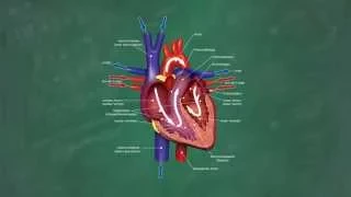 Herz & Blutkreislauf verständlich erklärt!