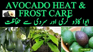 Avocado baby plant summer and winter protection|Aocado Care and safty measures from extreme weather|