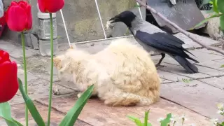 Ворон отжимает еду у кота. Бесстрашная птица