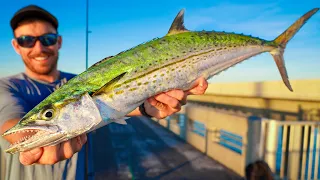 Roadside BRIDGE FISHING FL Keys (Catch Clean & Cook)