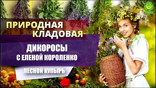 Съедобные дикоросы с Еленой Короленко Лесной купырь